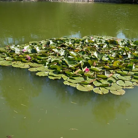 Et Etang De Peche, Vosges * Vagney